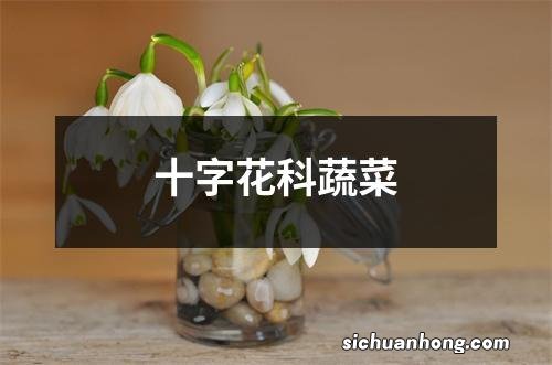 十字花科蔬菜