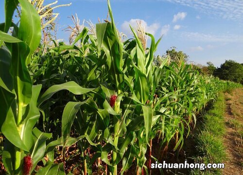 草莓玉米亩产量多少斤