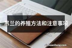 吊兰的养殖方法和注意事项