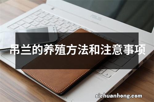 吊兰的养殖方法和注意事项