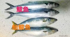 板鲅和鲐鲅鱼的区别是什么