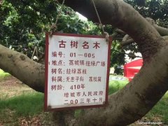 单颗55.5万的天价荔枝，长什么样？