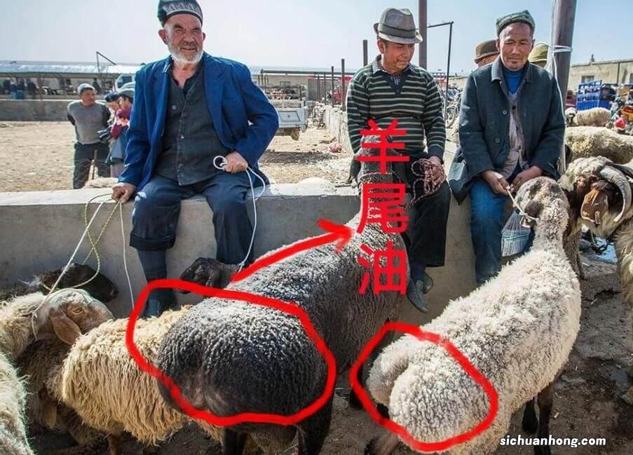羊尾油是什么?