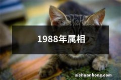 1988年属相