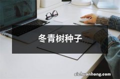 冬青树种子