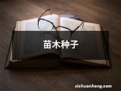 苗木种子