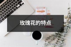 玫瑰花的特点