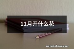 11月开什么花