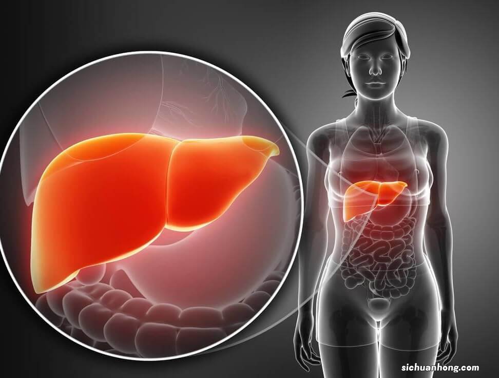 胆囊的作用有哪些？