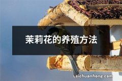 茉莉花的养殖方法