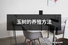 玉树的养殖方法