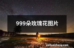 999朵玫瑰花图片