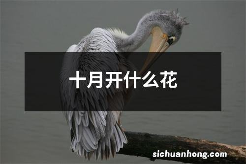 十月开什么花