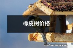 橡皮树价格