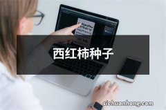 西红柿种子