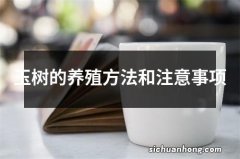 玉树的养殖方法和注意事项