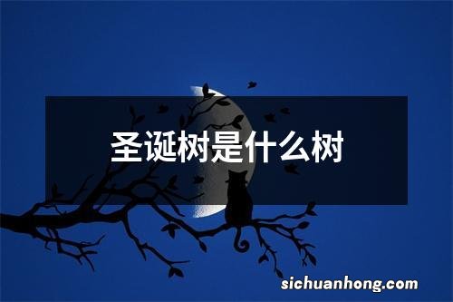 圣诞树是什么树