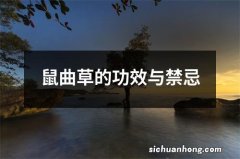 鼠曲草的功效与禁忌