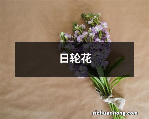 日轮花