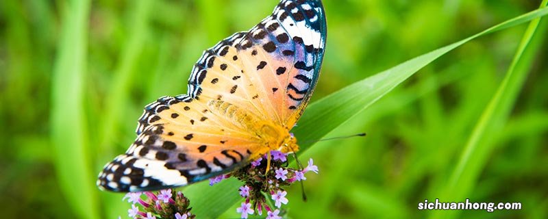 蝴蝶的幼虫是什么