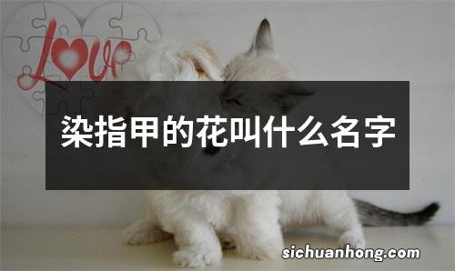 染指甲的花叫什么名字