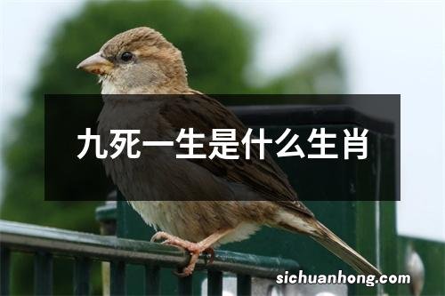 九死一生是什么生肖