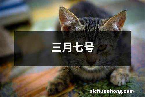 三月七号