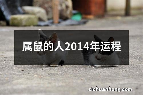 属鼠的人2014年运程