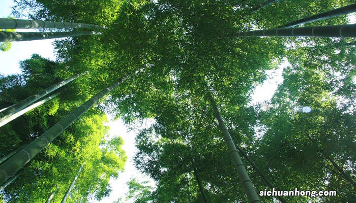 卧虎藏龙是在哪个竹海拍的