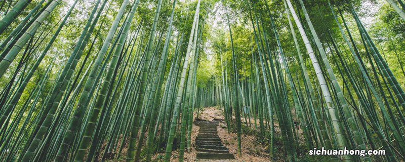 卧虎藏龙是在哪个竹海拍的