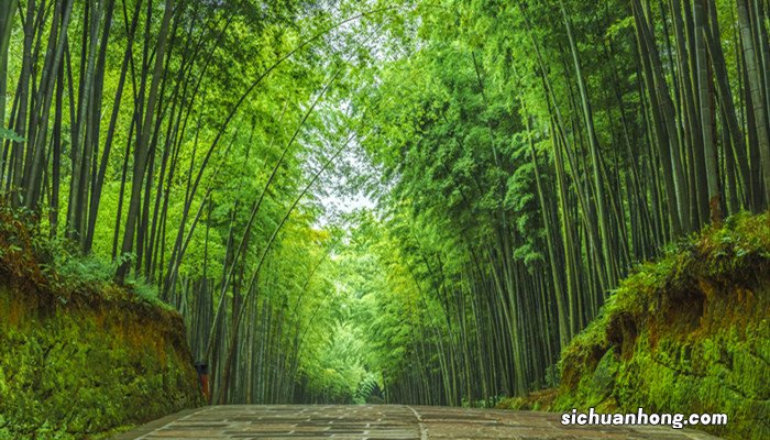 卧虎藏龙是在哪个竹海拍的