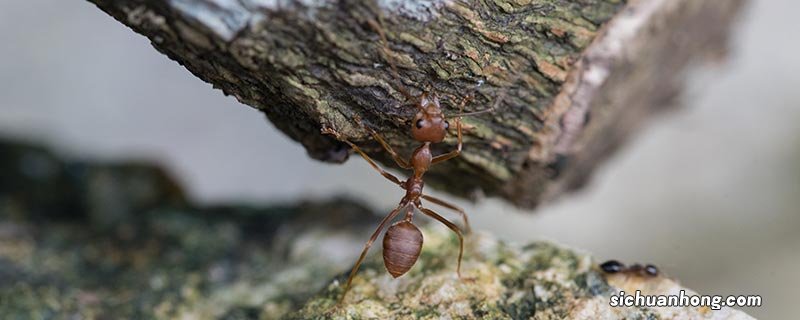 野外防蚂蚁最有效的方法