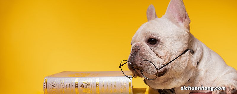 狗狗老是叫的原因是什么