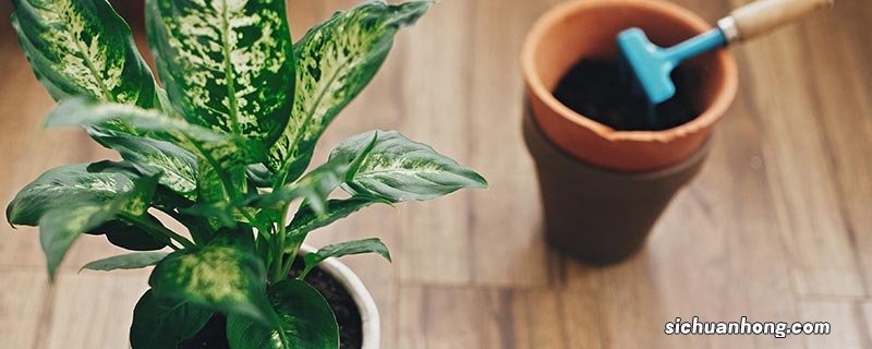 万年青是什么植物 盆栽万年青用什么土比例是多少