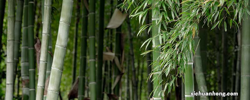 毛竹应该什么时候施肥