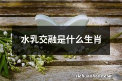 水乳交融是什么生肖