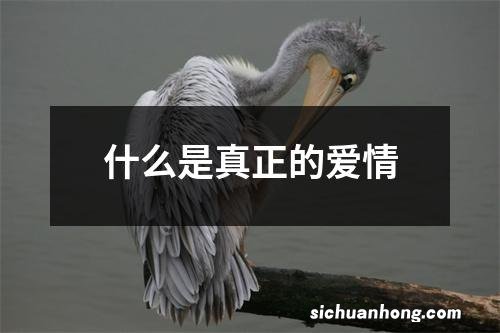 什么是真正的爱情