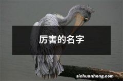 厉害的名字