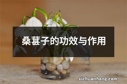 桑葚子的功效与作用