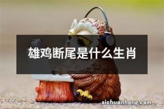 雄鸡断尾是什么生肖