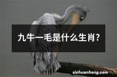 九牛一毛是什么生肖?