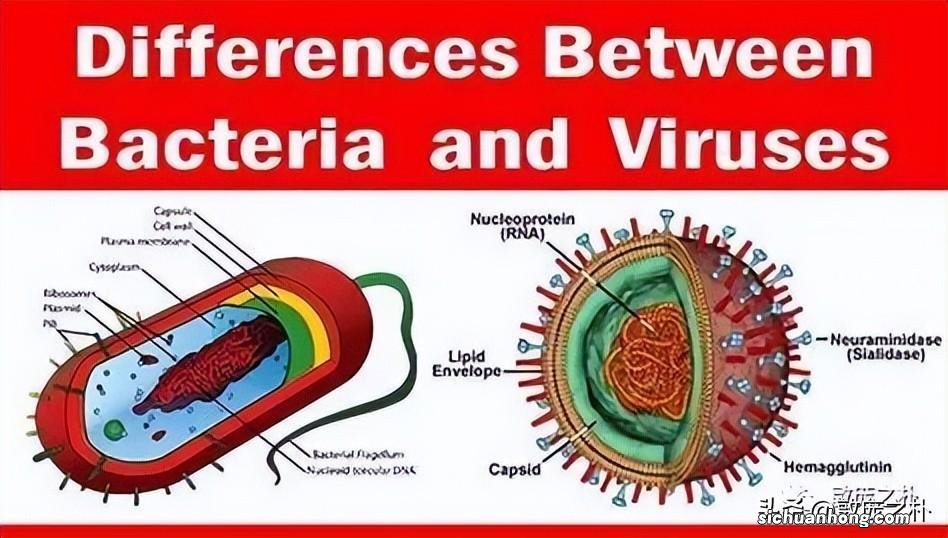 细菌感染和病毒感染的区别？