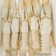 海鲜老板娘和海鲜小哥 发海鲜用什么快递？