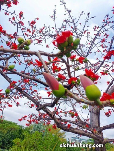 木棉花有什么作用 木棉花的底部是什么？