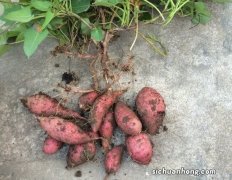 谷雨时节 是种什么农作物的季节