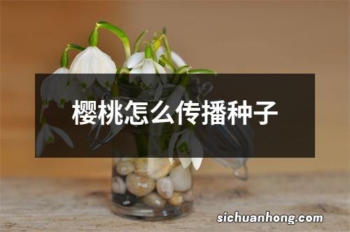 樱桃怎么传播种子