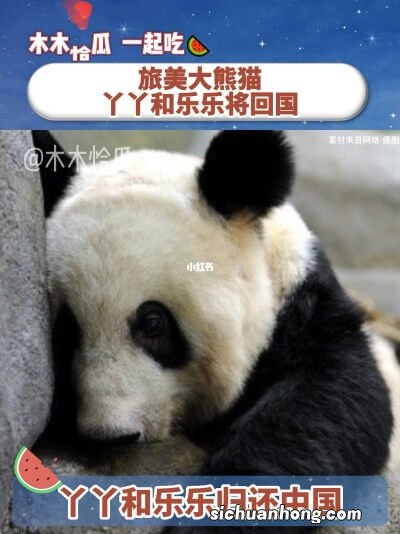 ?国内两名专家已前往美国照料“丫丫” 丫丫情况如何了?