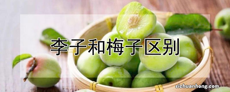 烧梅汁排骨的正确方法 梅花果子用途？