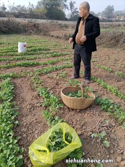 生菜籽的副作用 为什么奶奶自己榨的菜油颜色很深？