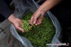 谷雨茶是什么茶 是绿茶吗